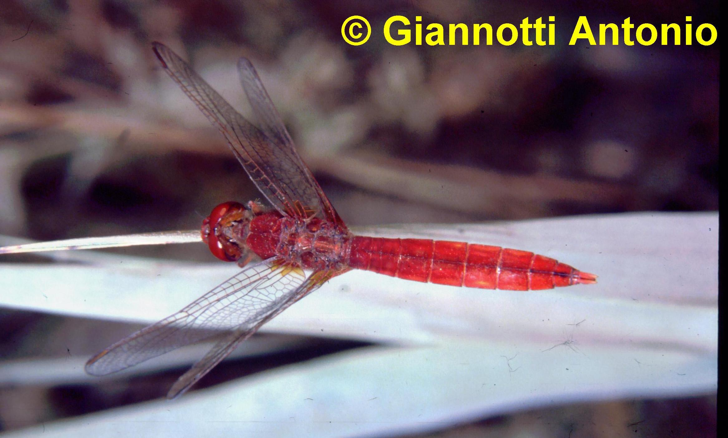 Crocothemis erythraea: femmina rossa (forma androcroma)